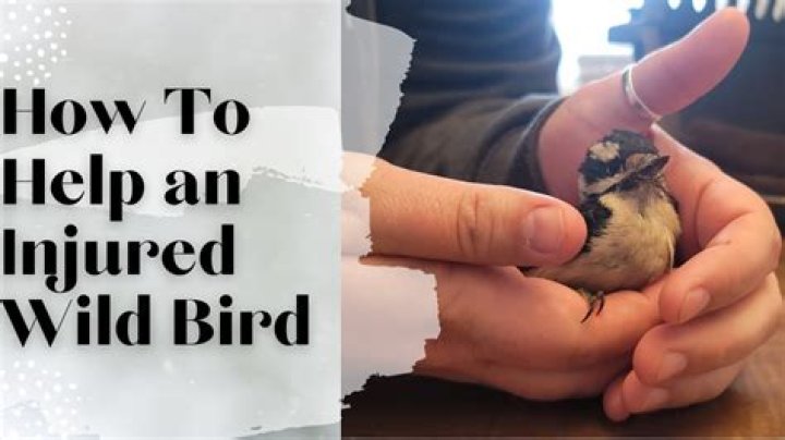 Will popcorn hurt birds?