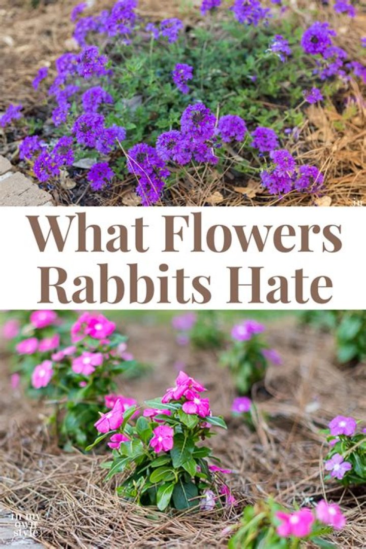 Will rabbits eat petunia?