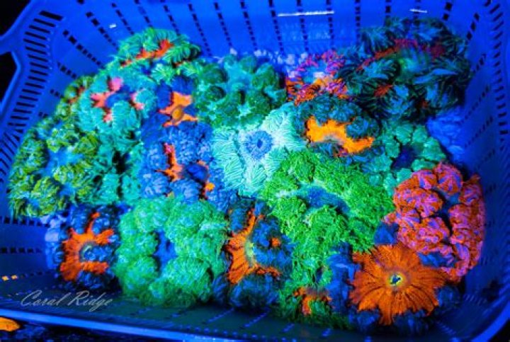 Will rock flower anemones eat fish?
