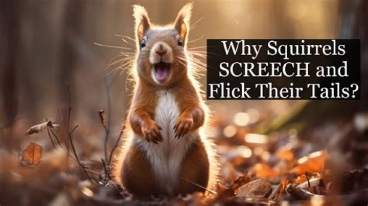 Will squirrels die if relocated?