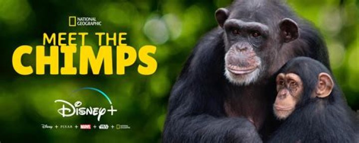 Will there be more episodes of meet the chimps?