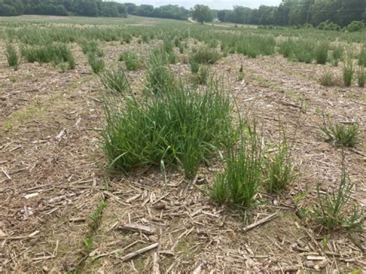 Will tordon rtu kill grass?