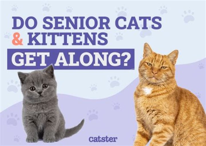 Will two kittens get along?