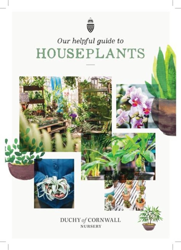 Will vinegar kill plants?