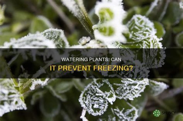 Will watering plants keep them from freezing?