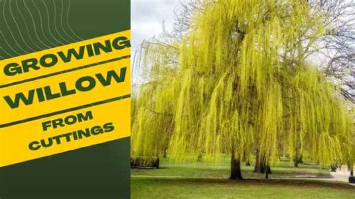 Will willow grow from cuttings?
