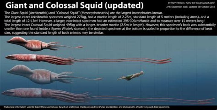 Would a colossal squid eat a human?