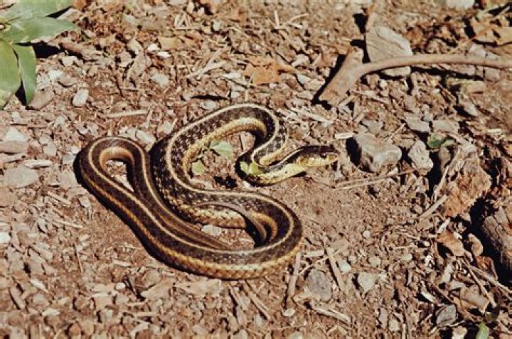 Would a garter snake eat?