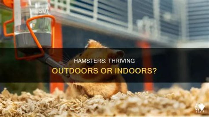 Would a hamster live outside?