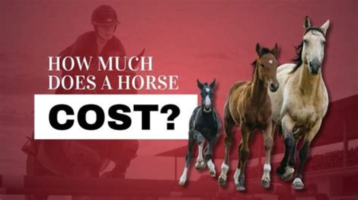 Would a horse cost?