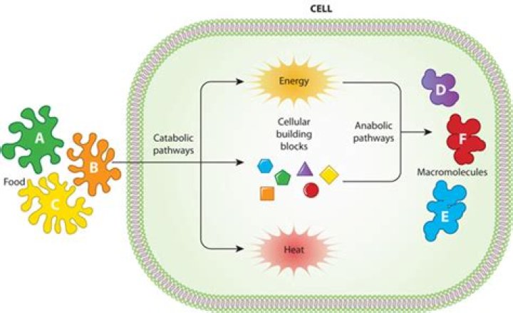 Would metabolic activity happen without enzymes?