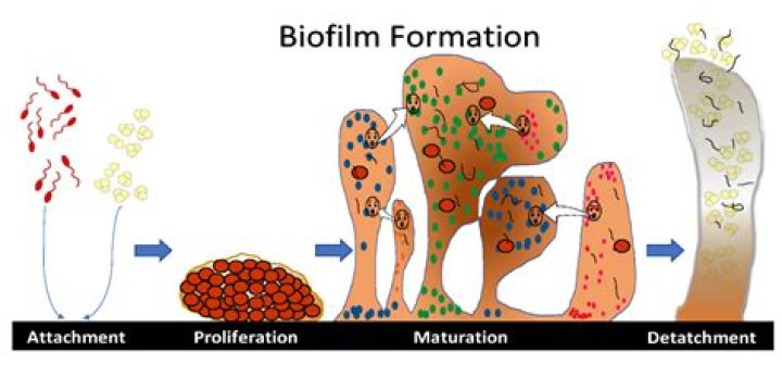 Would planktonic cells be found in biofilms?