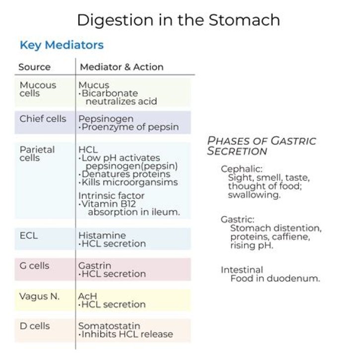 Would proteases digest themselves?