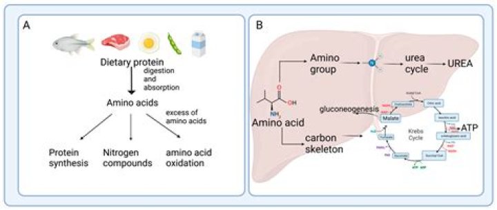 Would you describe rubisco as a catabolic enzyme?