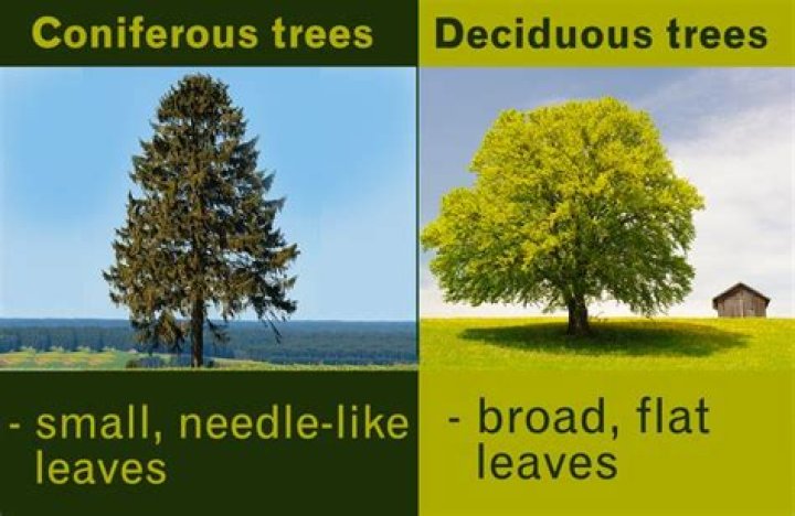 Would you find deciduous trees?
